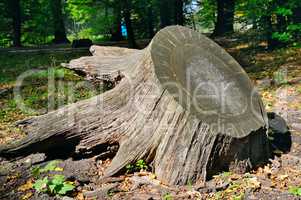 old tree stump in autumn park