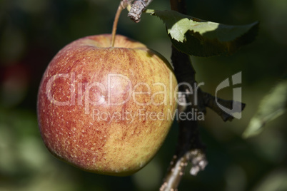 bodenseeapfel