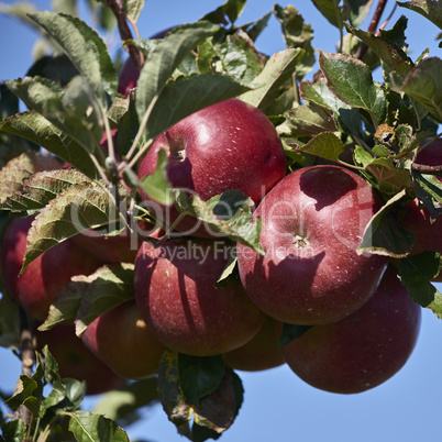 bodenseeapfel