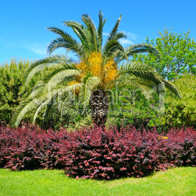 palm trees and flower gardens