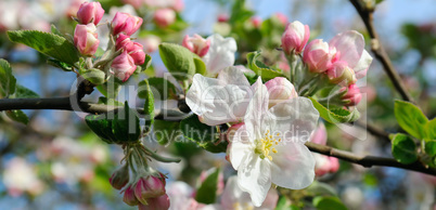 Flowers of an apple tree. Shallow depth of field. Focus on the f