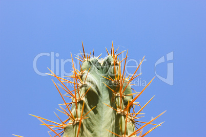 Green cactus drows
