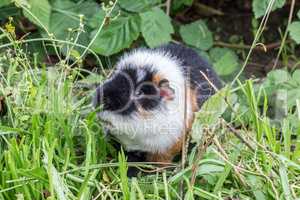 guinea pig in a garden