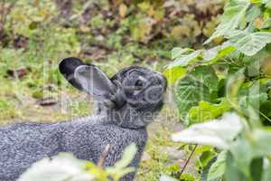 gray chinchilla  rabbit
