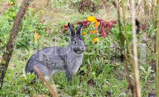 gray chinchilla rabbit