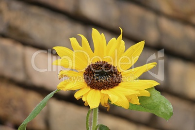 Blüte der Sonnenblume