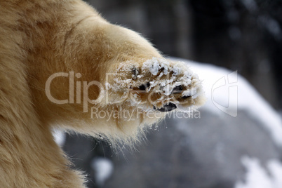 Icebear paw closeup