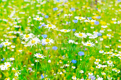 White daisy in meadow. Floral background