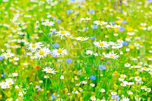 White daisy in meadow. Floral background