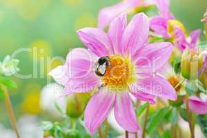 Large black bumble bee collects nectar on a dahlia.