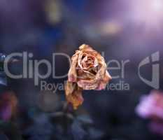 a dried rose in the garden