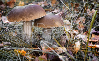 Two white mushroom growing in the woods in a clearing.