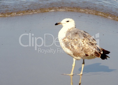 mouette