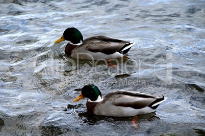 canards