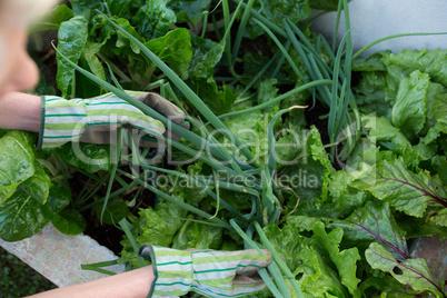 Woman examining leafy vegetables