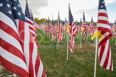 Field of Veterans Day American Flags Waving in the Breeze.