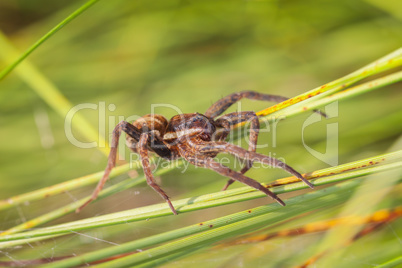 Gerandete Jagdspinne - Dolomedes fimbriatus