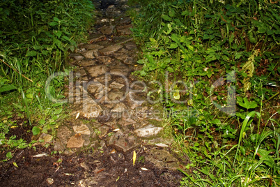 path from stone in the forest in summer