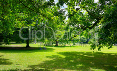 Sunny Meadow with green grass and large trees