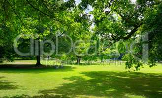 Sunny Meadow with green grass and large trees