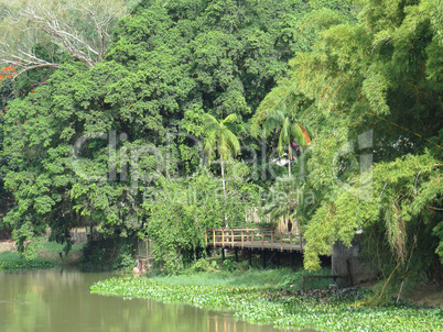 Pier on the river bank in forest