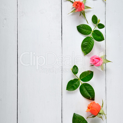 Roses on white wooden background.