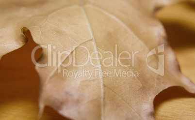 Dry Maple Leaf