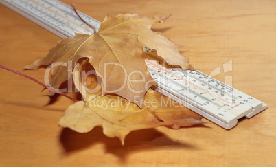Ruler and yellow maple leaves