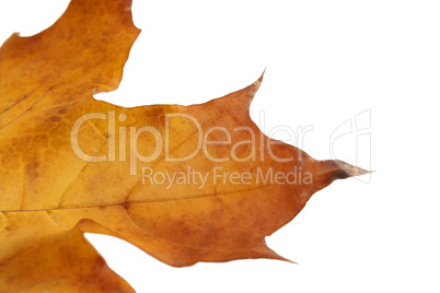 Yellow Maple Leaf