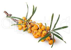 Branch with sea buckthorn berries and leaves