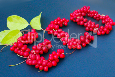 word Eco from red ripe berries of schisandra