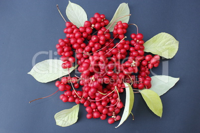 red berries of schisandra
