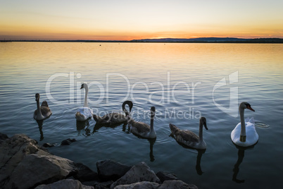 Swans in a lake at sunset.