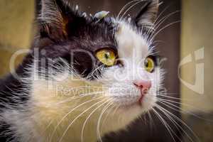 Portrait of black and white cat.