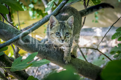 Tabby kitten on tree branch.