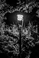 Street light shining on leaves of tree, black and white.