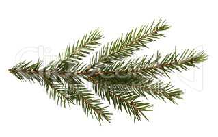 Fir tree branch isolated on a white background