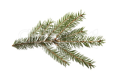 Fir tree branch isolated on a white background