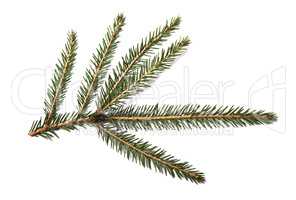 Fir tree branch isolated on a white background