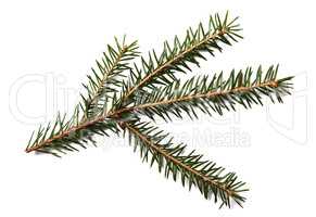 Fir tree branch isolated on a white background