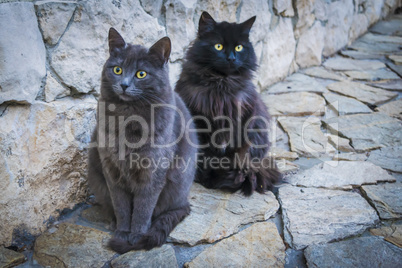 Two cats sitting next to each other.