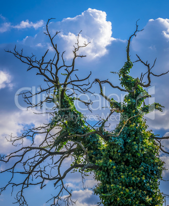 Creeping ivy on dead tree.