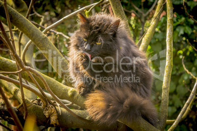 Black cat on tree.