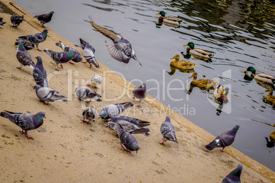 Wild ducks and pigeons at lake.