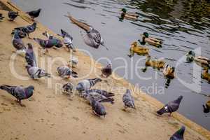 Wild ducks and pigeons at lake.