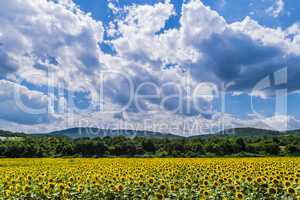 Sunflower field landscape in summer.