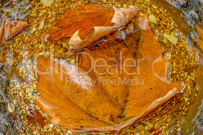 Autumn leaves in water, closeup.