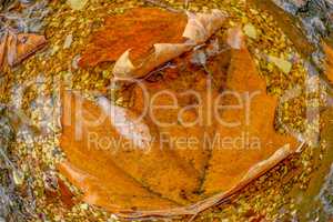 Autumn leaves in water, closeup.