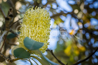 Yellow Australian Banksia flower on tree, closeup, soft background.