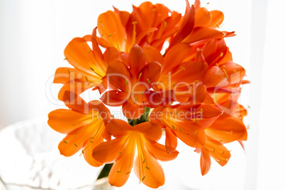 Bunch of orange lilly flowers closeup.